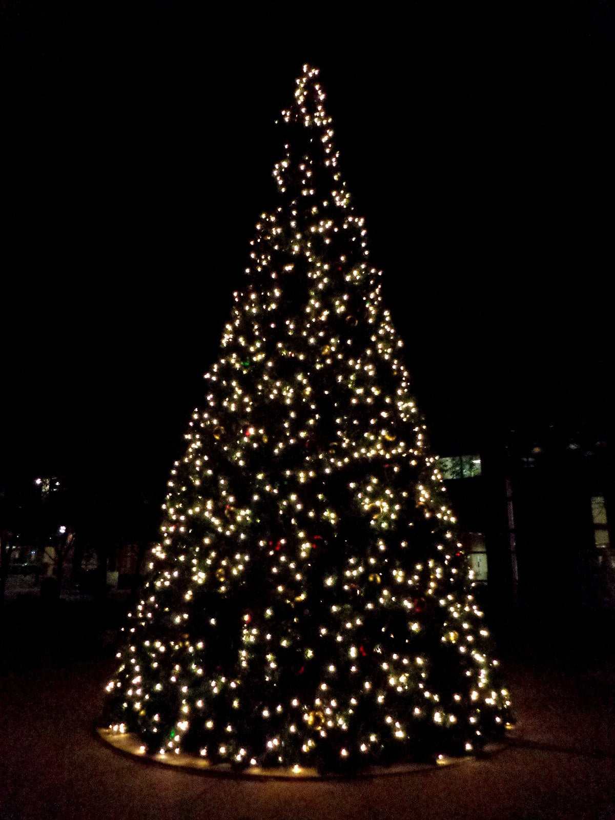 26 ft. Commercial Outdoor Christmas Tree with LED C7 bulbs